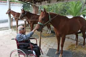 Equinoterapia para la Tercera Edad