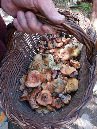 Setas Rebellones Cedrillas