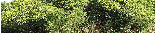 Bambú Productos Higiene Femenina Lavable
