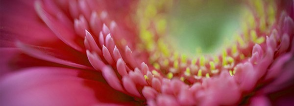 un dispositivo de silicona con forma de campana, que se coloca en la parte final de la vagina para recoger el flujo menstrual.