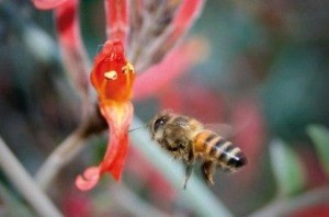 abeja y demencia
