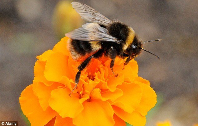 Abejas y Demencia: ¿Podrían las abejas mayores proporcionar la respuesta a la demencia cura?