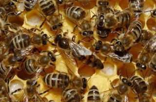 Abejas y Demencia: ¿Podrían las abejas mayores proporcionar la respuesta a la demencia cura?