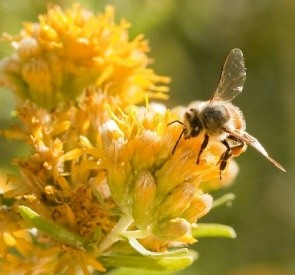 Abeja y alzheimer: ¿Podrían las abejas mayores proporcionar la respuesta a la cura, Alzheimer?