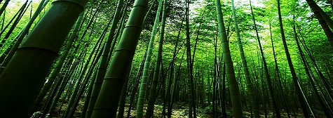 Beneficios de Bambú: Boom De Bambú