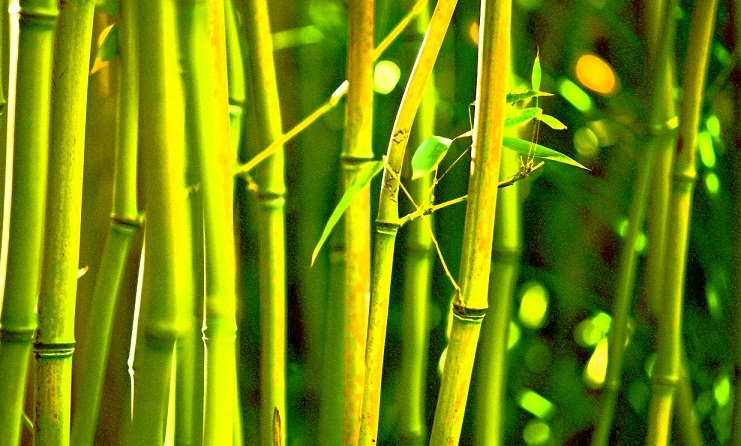 Beneficios de Bambú: Boom De Bambú
