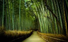 Ventajes de Bamboo. Boom de Bamboo.