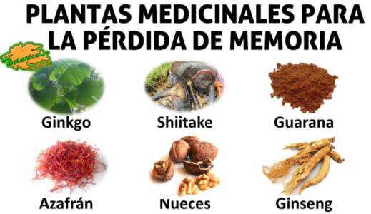 Nueces y Alzheimer La Memoria