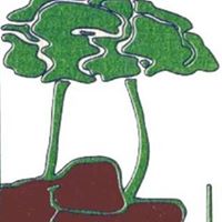 Asister - Asiader Desarrollo Rural