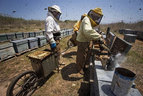 abejas
