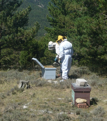 abejas