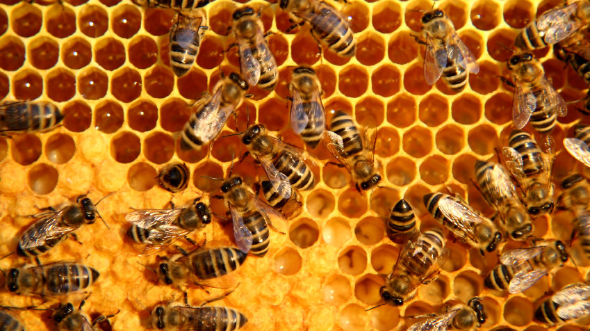abejas