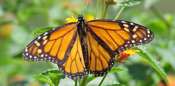 almohada mariposa