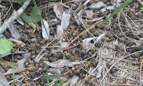 abejas