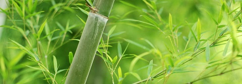textil bambú