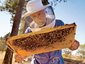 abejas y setas