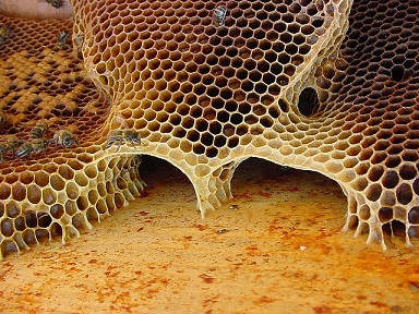 abejas y setas