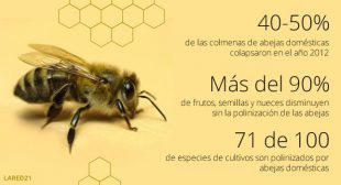 abejas y setas