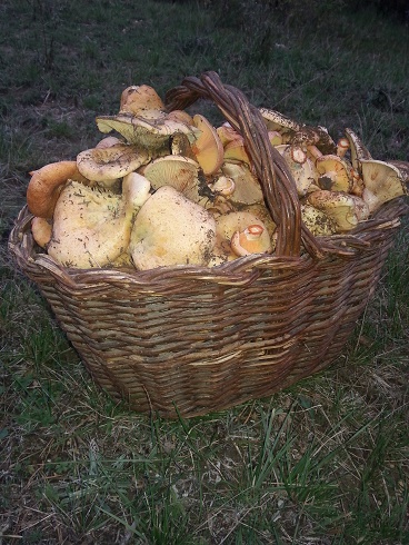 setas en el monte otoño