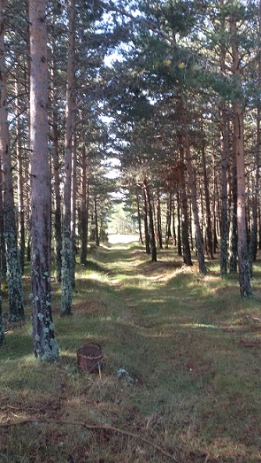 camino de setas