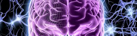 actividad de las neuronas del cerebro