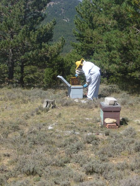 Abejas en Cedrillas
