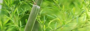 bamboo textil incontinencia