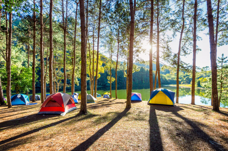 tiendas de camping bajo los pinos frente a un lago